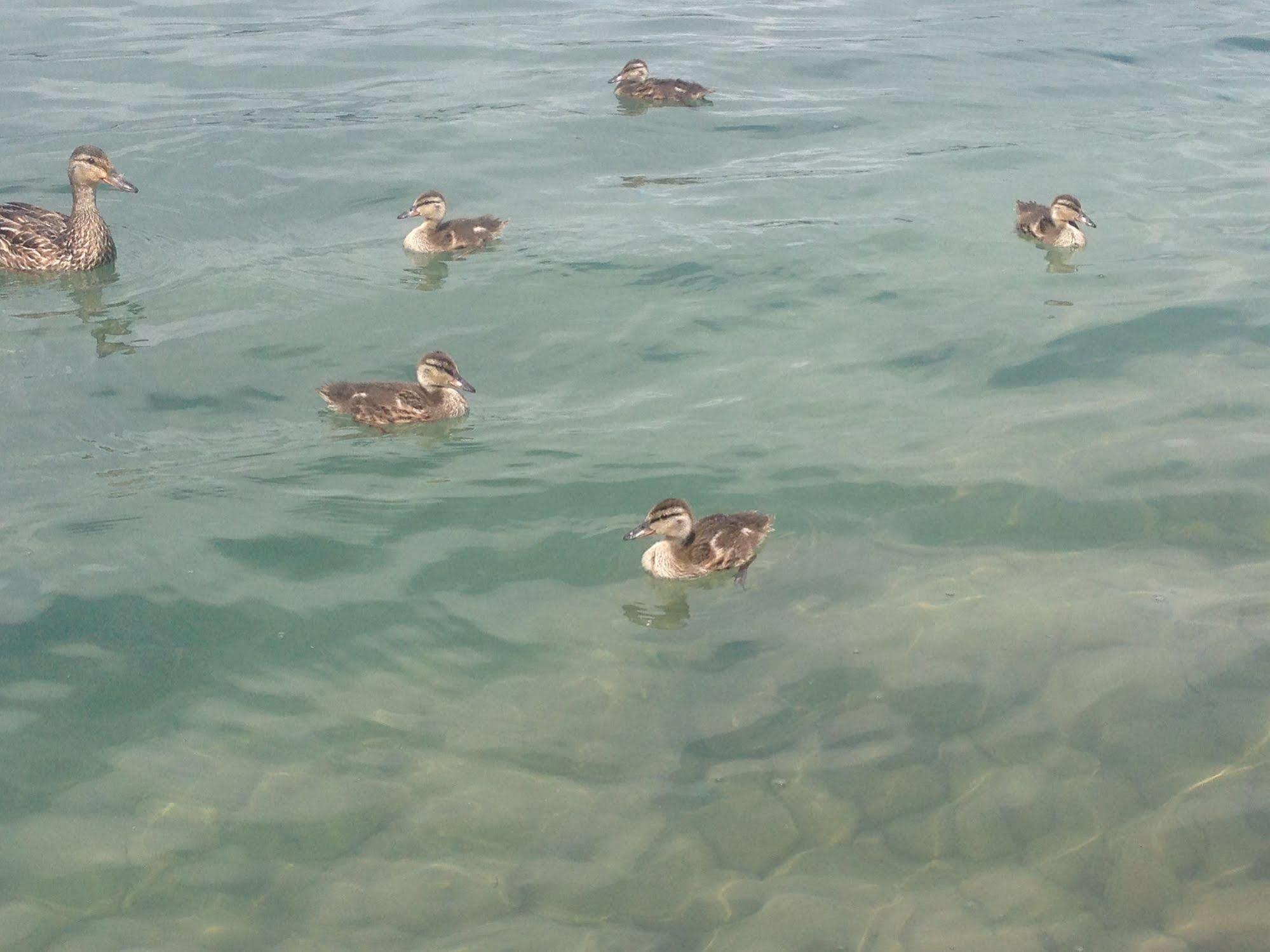 N' This On The Bay -Vacation Suite Wiarton Eksteriør billede